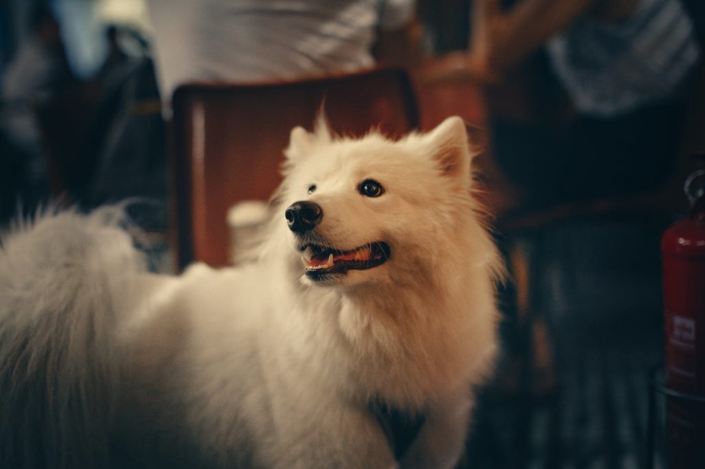 A Samoyed showing off its signature smile.