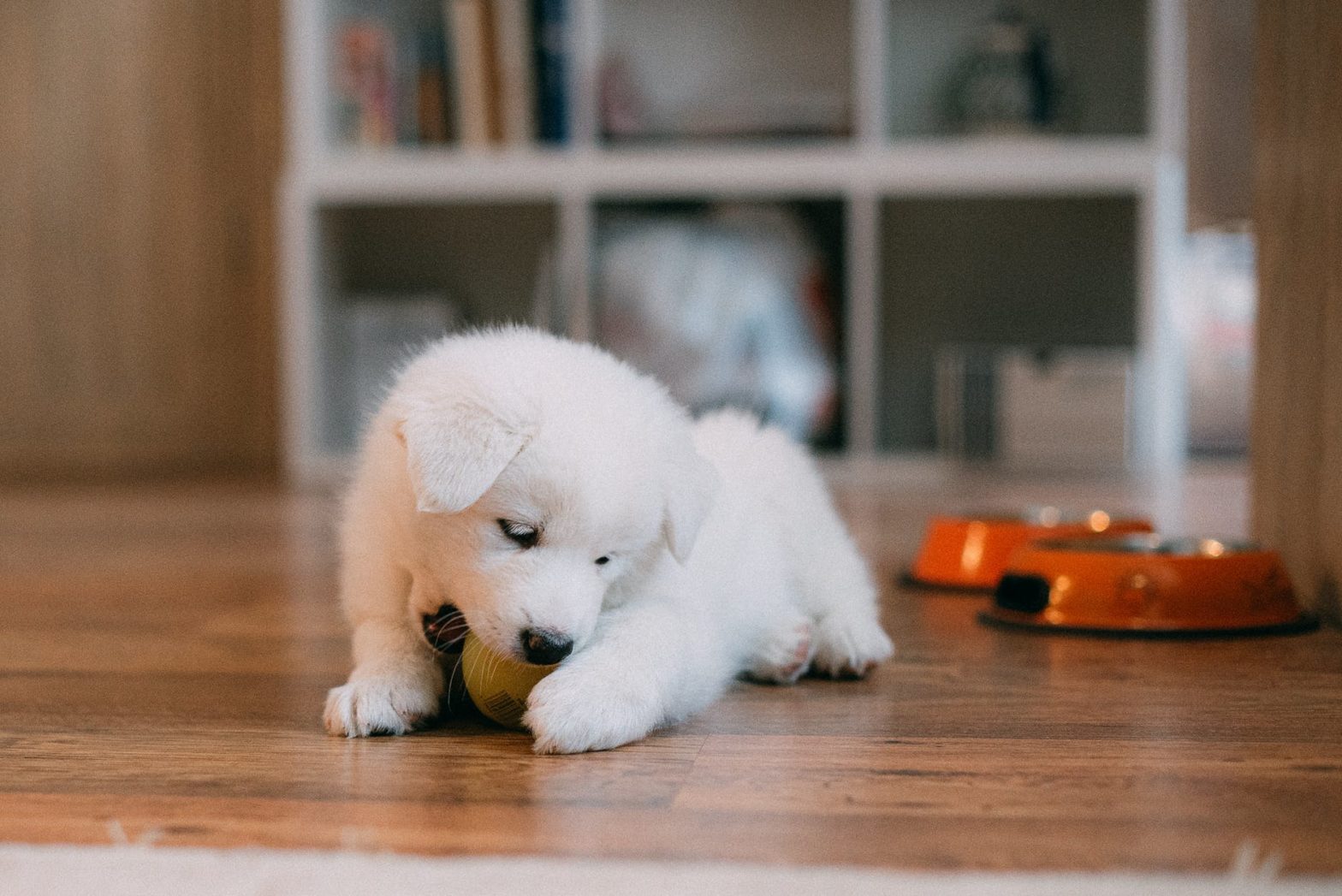 A cute Samoyed puppy chews on a small ball.