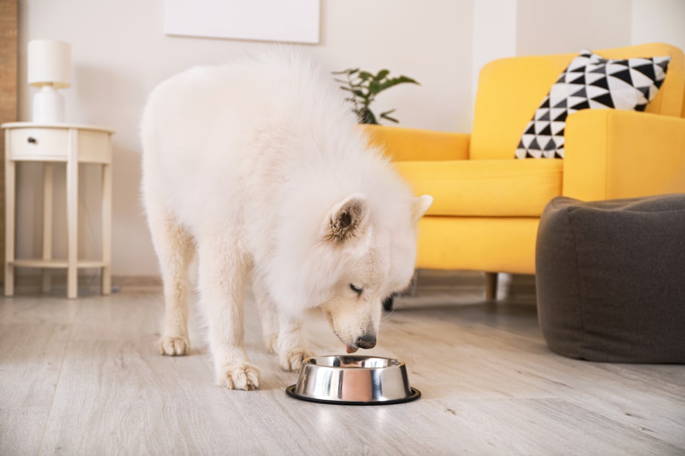 A hungry Samoyed eats out of a pristine dog bowl.