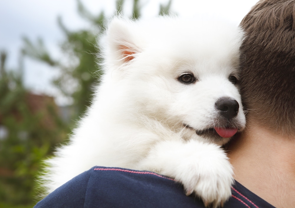 A man carries his tired Samoyed puppy. 