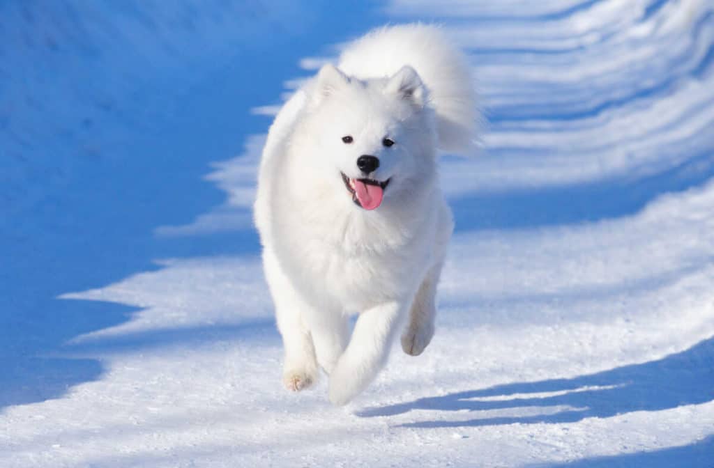 A Samoyed runs through the snow, smiling with its tongue out.