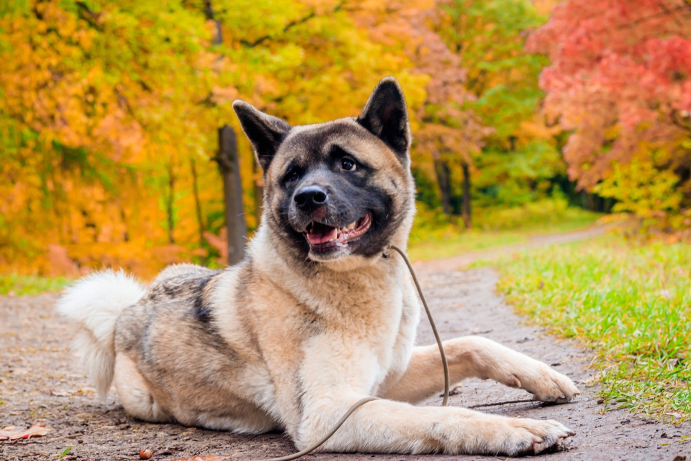 An Akita lying on a path surrounded by autumn trees.