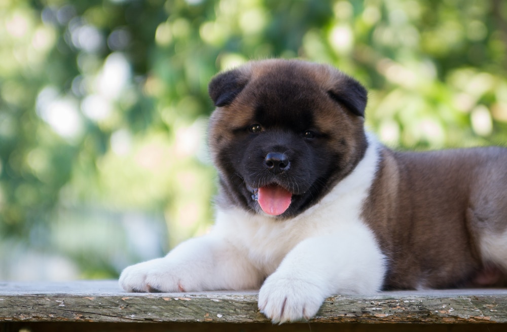 An Akita puppy lying on wood.