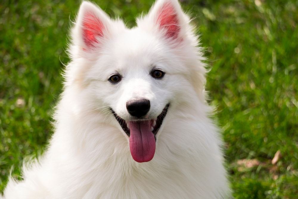 Smiling American Eskimo sitting in a field.