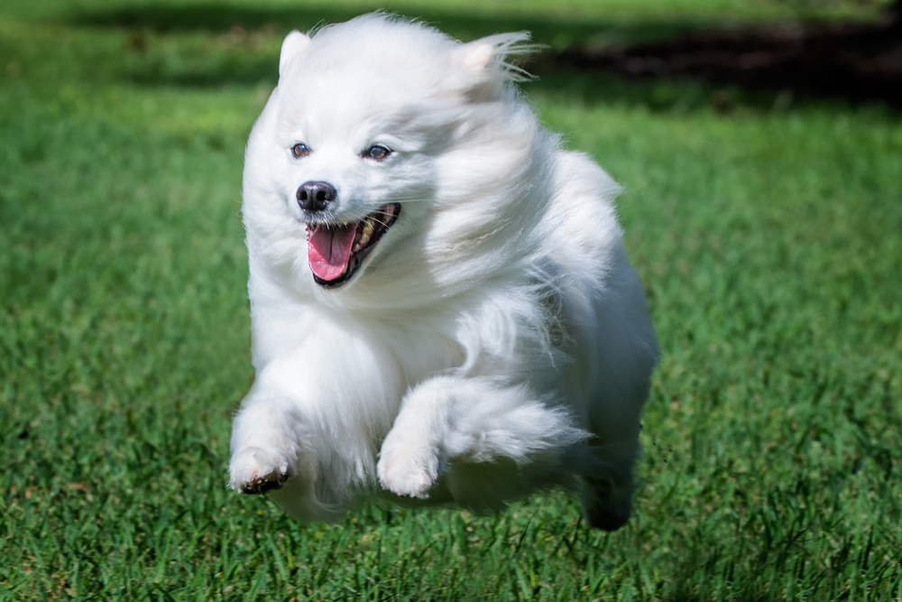 A smiling American Eskimo running through grass.