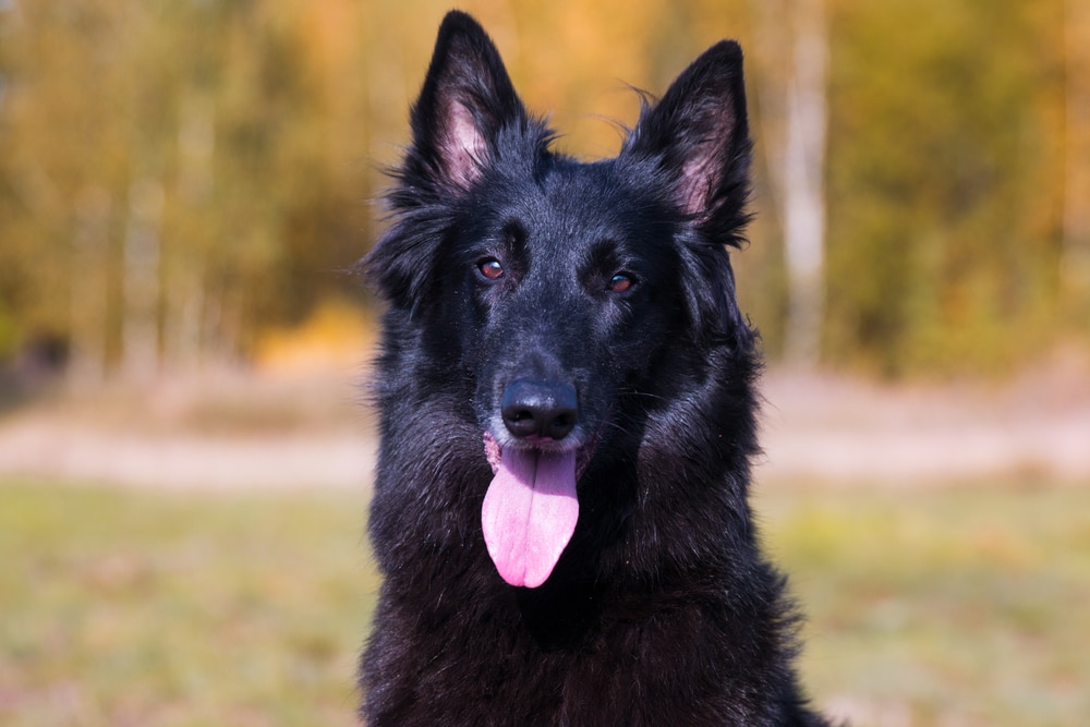 Belgian sheepdog sitting with tongue out. 