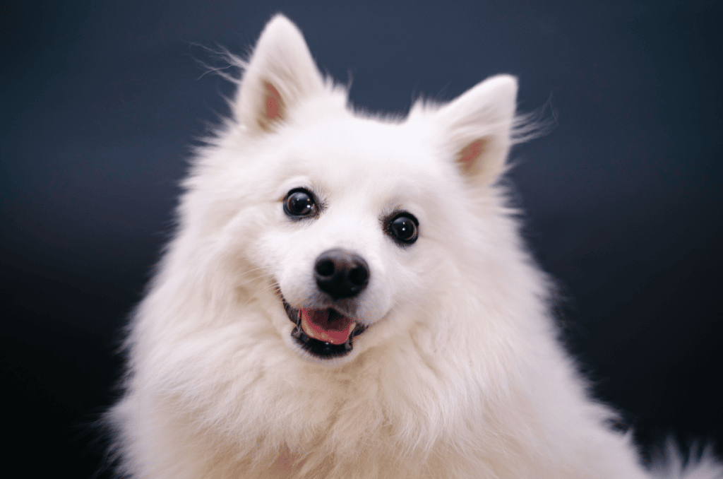 american eskimo dog