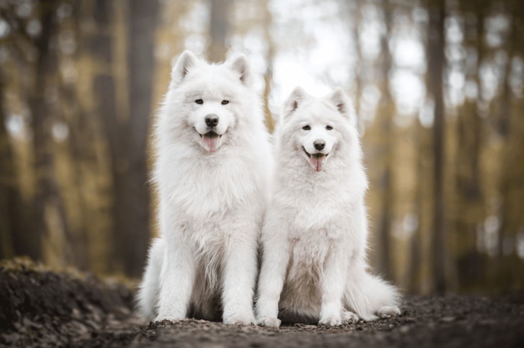 two dogs sitting