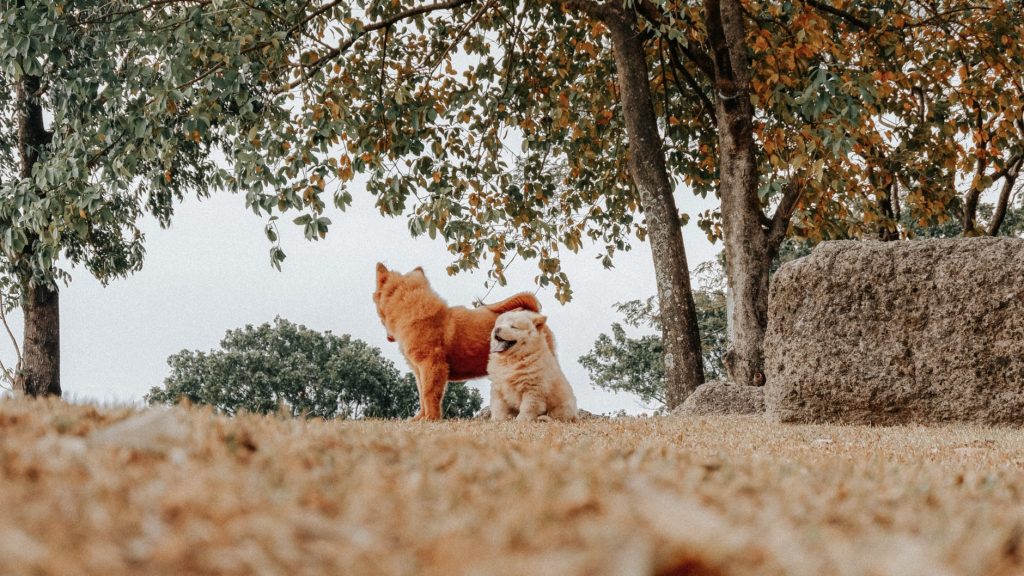 An adult and puppy Samoyed Chow Chow mix sit in a field.