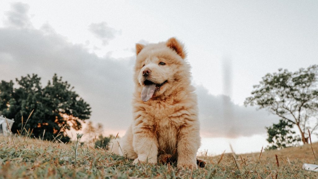 Chow Chow puppy sitting in the grass.