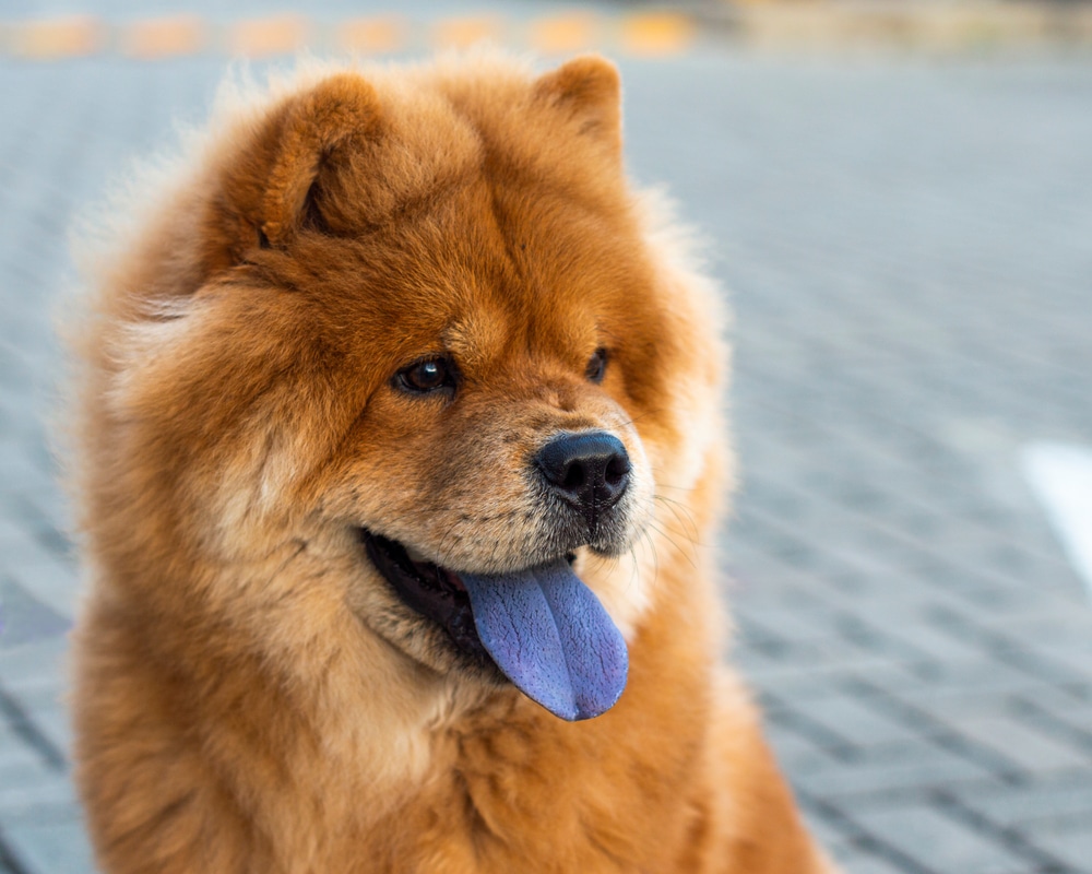 Chow Chow sitting with tongue out.