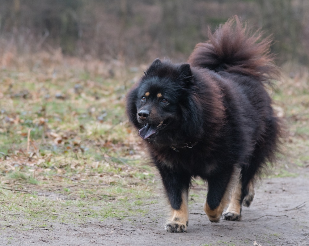 Eurasier walking on mud path.