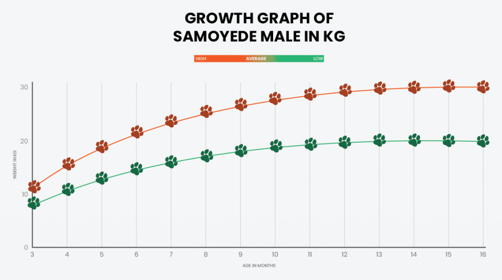 Samoyed growth chart showing the average growth of a male Samoyed.