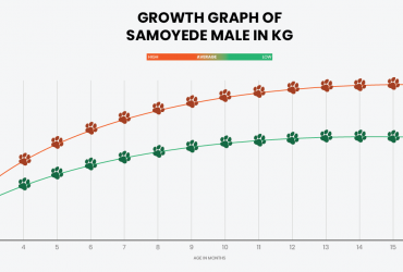Samoyed growth chart showing the average growth of a male Samoyed.