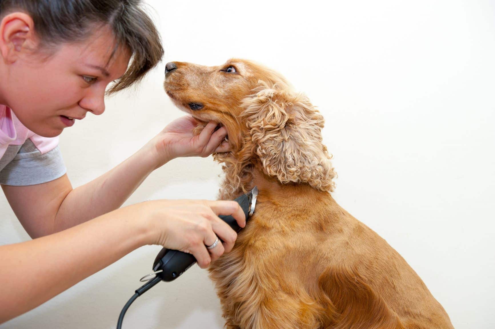 the-6-best-professional-dog-clippers-and-buying-guide-happy-samoyed