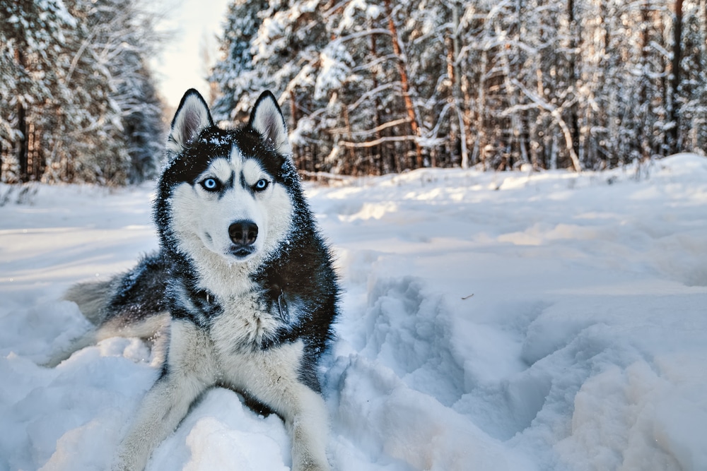 Husky lying in snow.