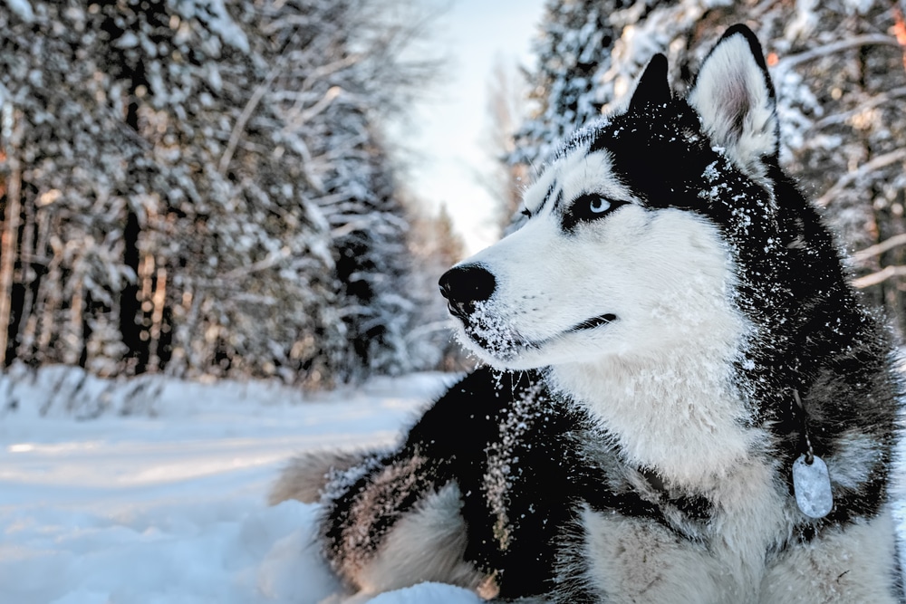 Husky puppy lying in the snow