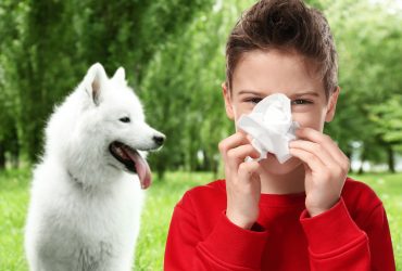 A little boy with a tissue over his nose and a Samoyed dog sitting in the background.