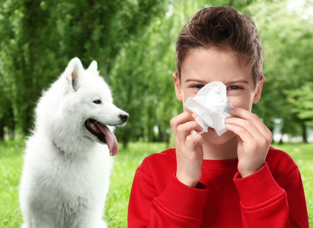 A little boy with a tissue over his nose and a Samoyed dog sitting in the background.
