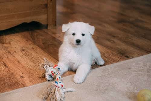 Samoyed puppy with a chew toy lying on hardwood floors.