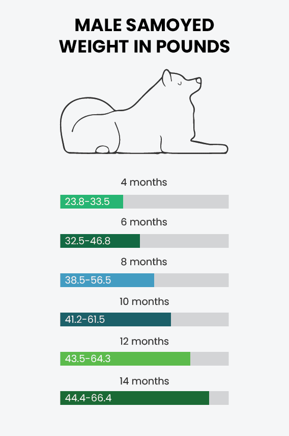 A chart showing data on the male Samoyed's weight. 
