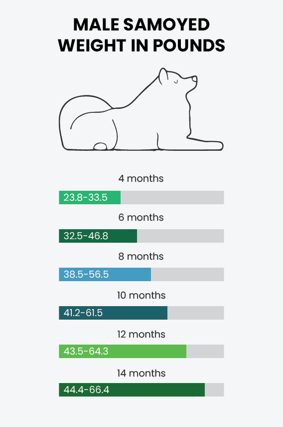 A chart showing data on the male Samoyed's weight.