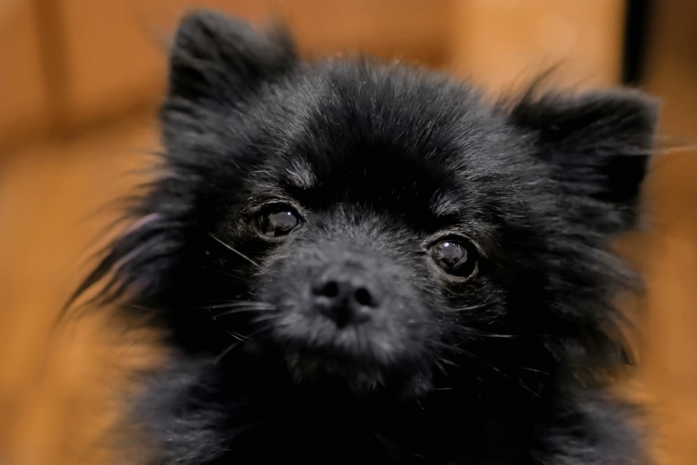 Pomeranian smiling.