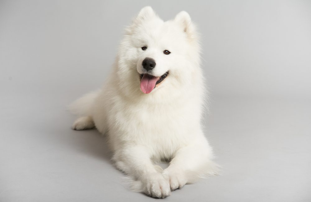 samoyed crate training