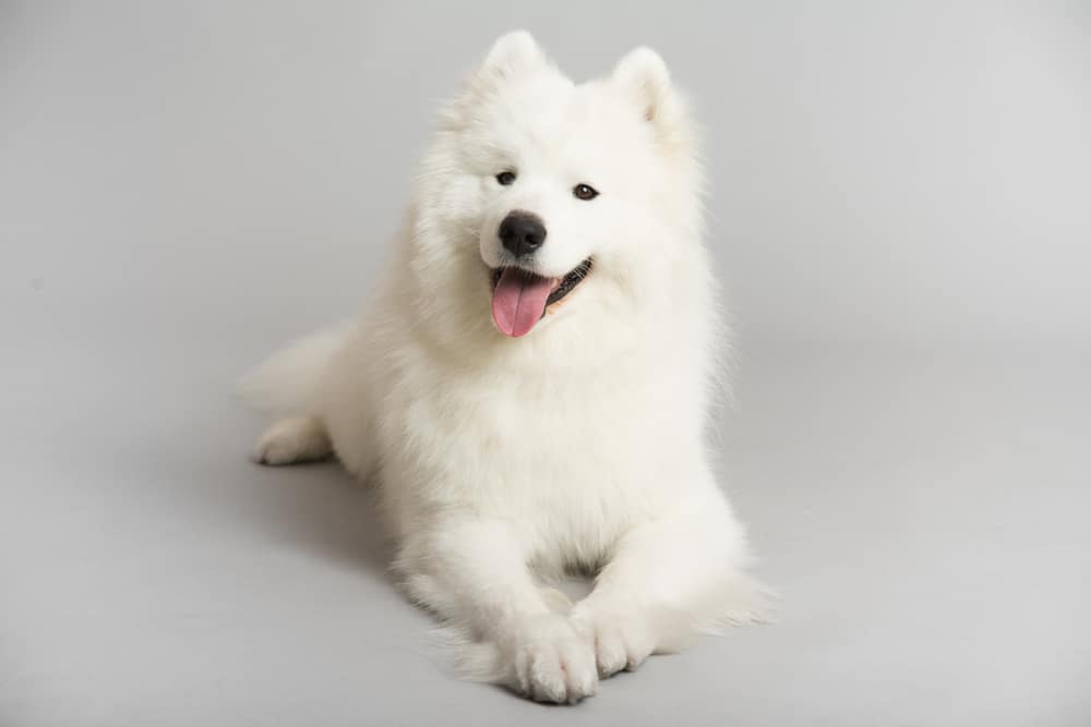 This Samoyed sits alone waiting for its owner. But how long can a samoyed be left alone?