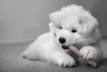 Black & white Samoyed chewing on a stick.
