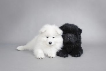 Samoyed & Chow Chow sit beside each other