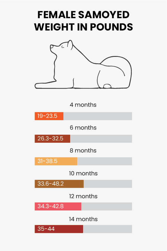 A chart showing data on the female Samoyed's weight