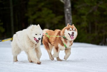 A Samoyed and a Husky running beside each other