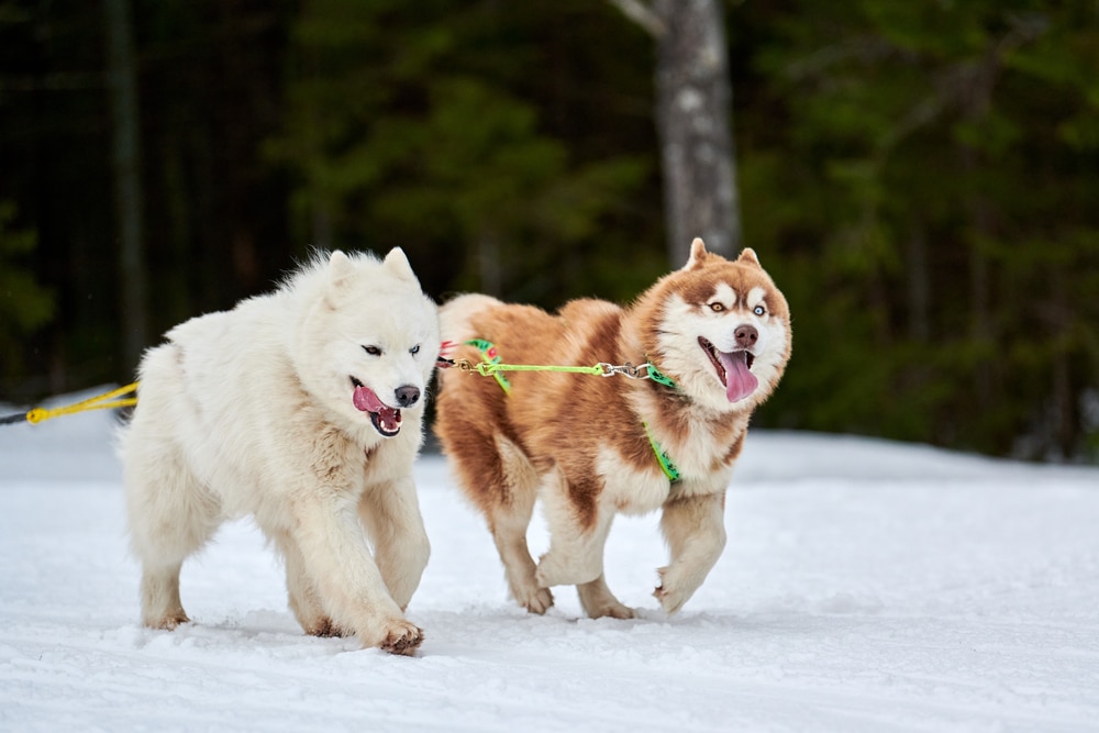 A Samoyed and a Husky running beside each other