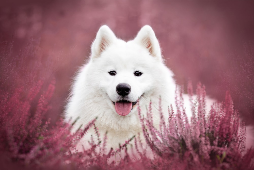 Samoyed lying in a field of lavender.