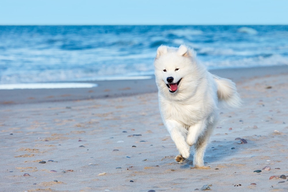 Samoyed running on the beach. 