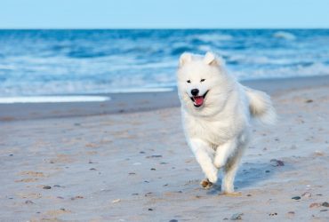 Samoyed smiling while running at the beach.