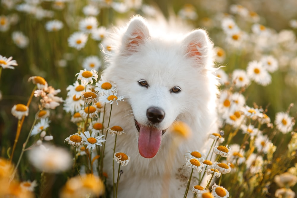 Samoyed lying in a field of daisies. 