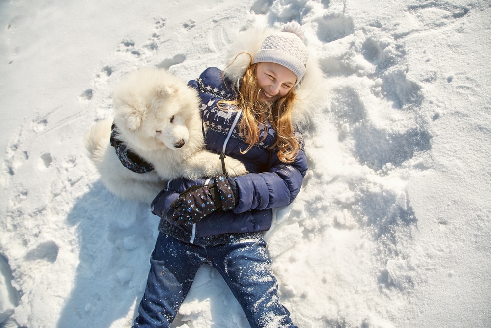 Samoyed and girl lying in snow
