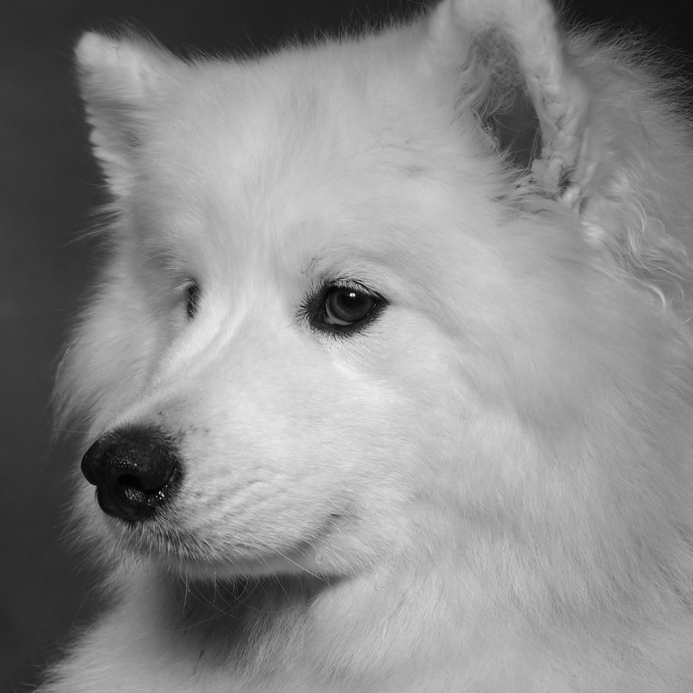 Black and white portrait of a Samoyed.
