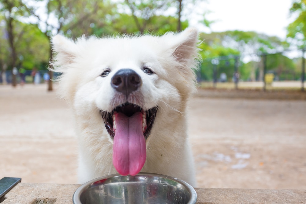 Samoyed drinking water with tongue out.