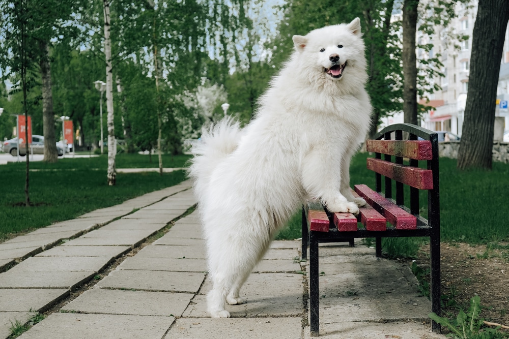 Samoyed with front paws on the bench.