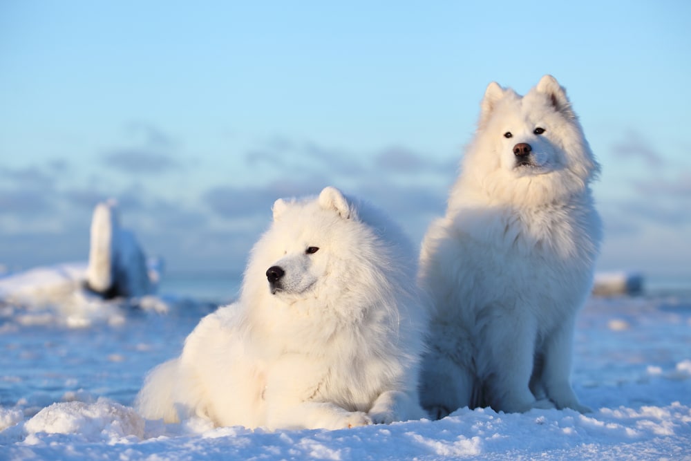 Samoyeds standing and lying in the snow.