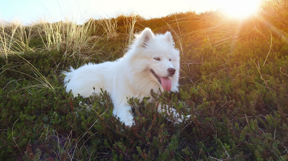 Samoyed lying in the grass with tongue out. 
