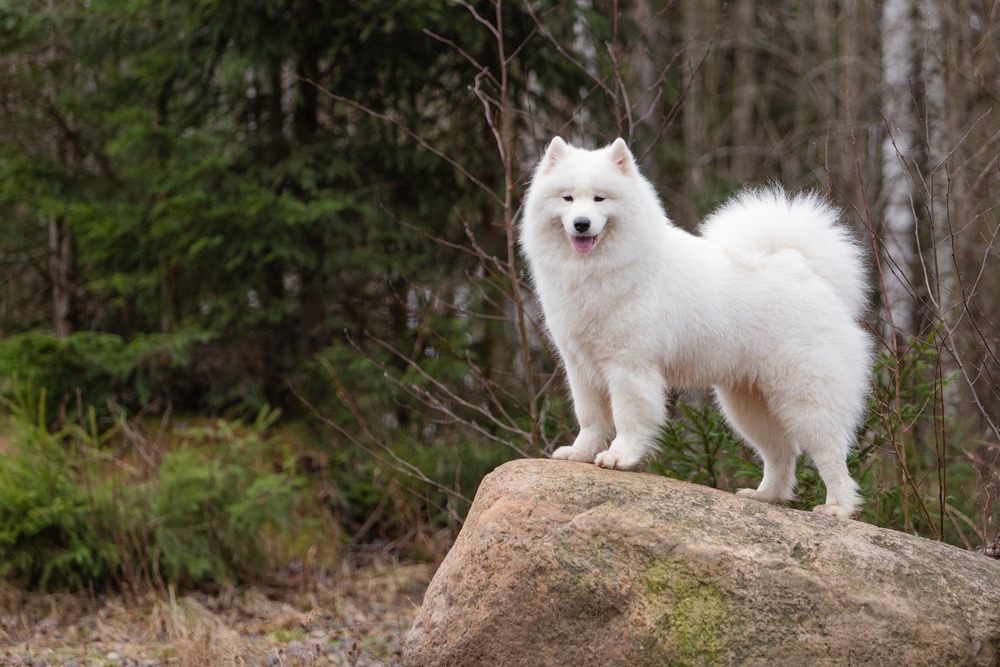 The Samoyed Chow Chow Mix A Clash Of Breeds Happy Samoyed