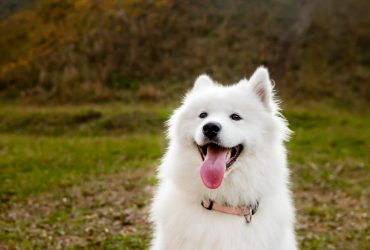 Samoyed sitting in the grass with tongue out.
