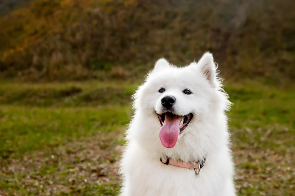 Samoyed sitting in the grass with tongue out.