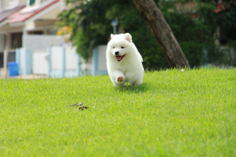 Samoyed puppy running through the  grass