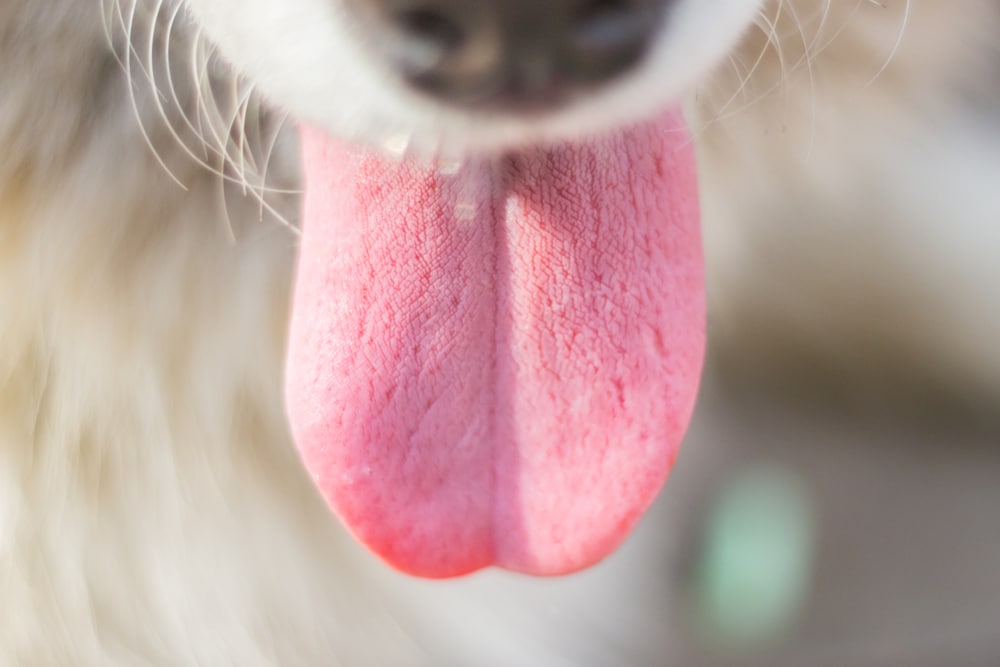 Close-up image of a Samoyed's tongue. 