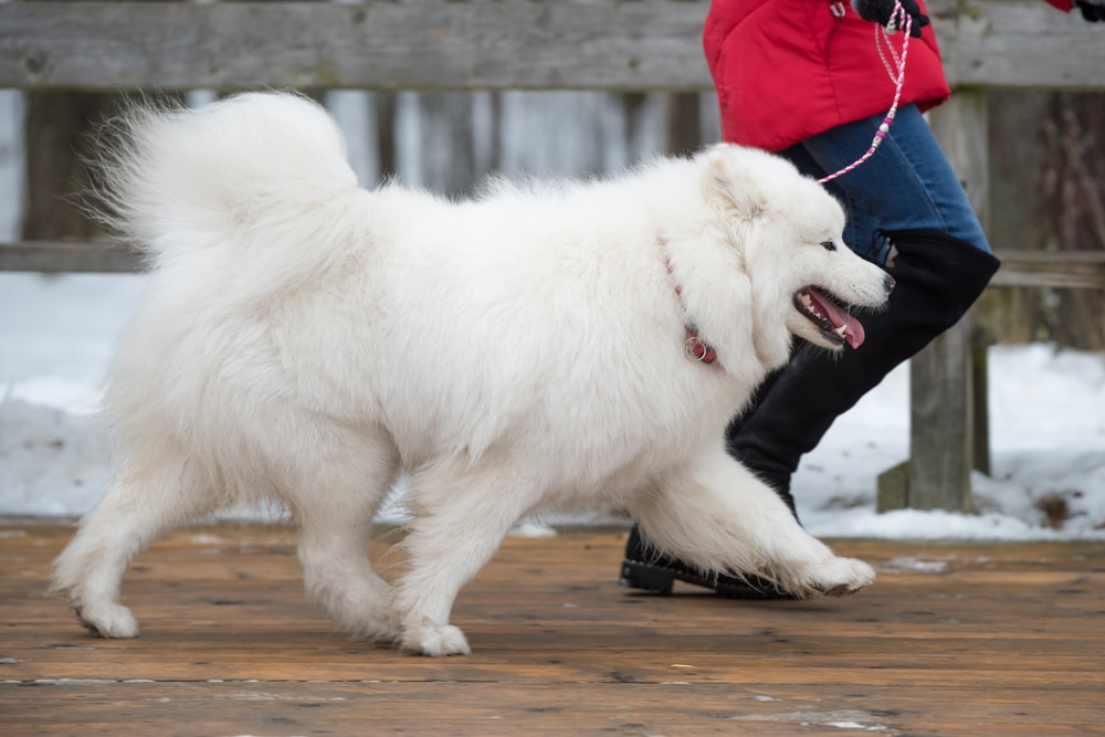Samoyed walking on deck with its owner.